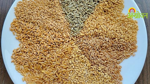 Wheat Health Benefits