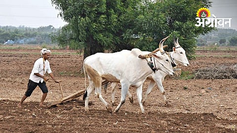 86% Kharif Sowing Completed in Marathwada