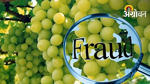 Court Sends Two Accused in Grape Fraud Case to Jail