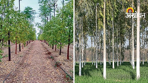 Tree Plantation Guide
