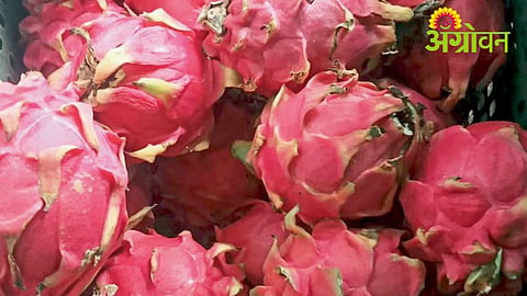 Dragon Fruit Demand