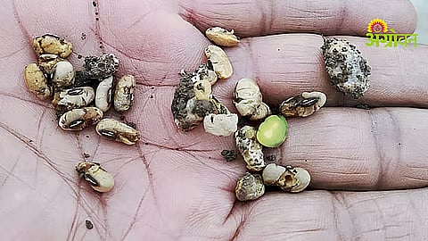 Fake Seed Case Investigation Intensifies in Maharashtra