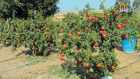 Silicon nutrition for orchard management