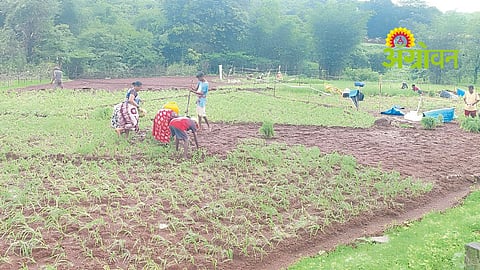 Nachni Cultivation