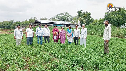 Farmer guidance for pearl millet cultivatiom