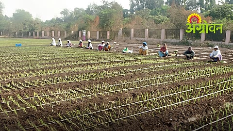 Late Kharif Onion Cultivation