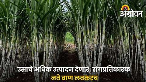 ICAR SBI Develops High-Yield Sugarcane Varieties for Indian Farmers