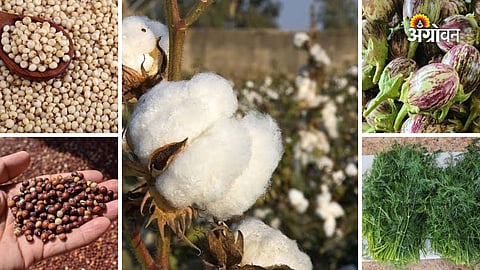 Daily agricultural market price report