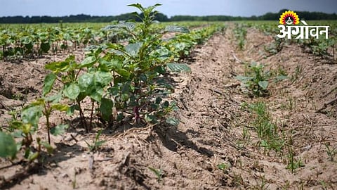 Boost Cotton Yield with Timely Weed Control