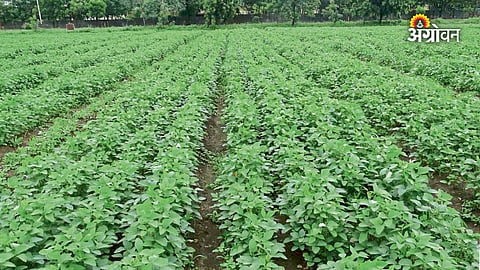 Fertilizer planning for better crop production