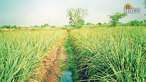 Increase sugarcane productivity naturally