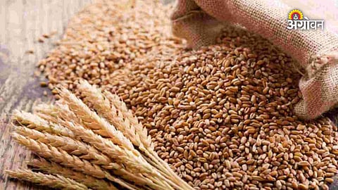 Climate change impact on grain production