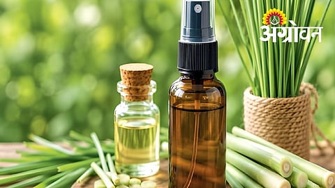 Lemongrass Oil