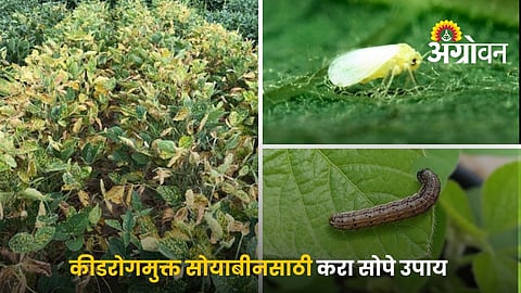 Easy Tips for Disease-Free Soybean Crop