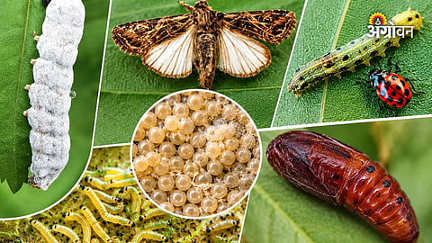 Soybean crop pest identification