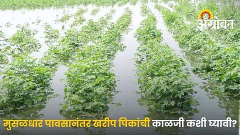 Heavy Rain Kharif Crops