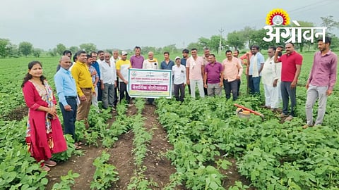 Tur Crop Pest Management