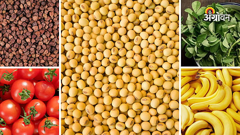 Maharashtra crop market update