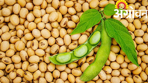 Free Seeds Scheme