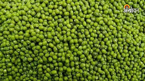 Government raises MSP moong procurement limit