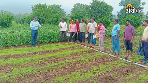 Modern onion pest management practices