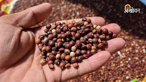 Tur Prices: तूर बाजार किमान आधारभूत किमतीच्या उंबरठ्यावर