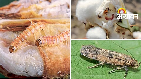 Pink Bollworm