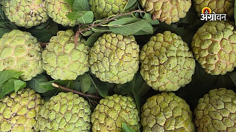 Purandar fruit growers facing losses