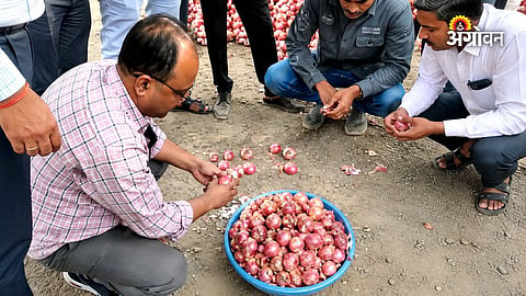 Onion procurement policy in India