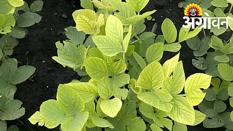 Soybean Crop Disease Management