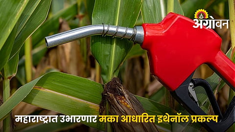 Government Promotes Maize for Ethanol Production