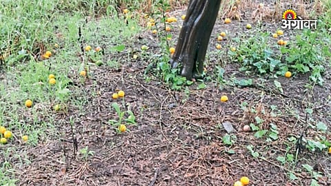 Weather impact on citrus orchards