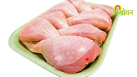 Chicken Processing
