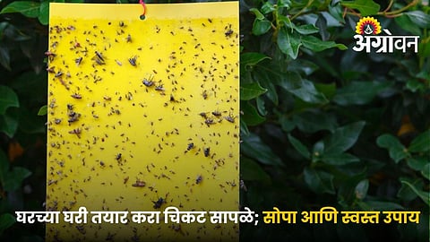 Low-Cost Sticky Traps For Effective Pest Monitoring