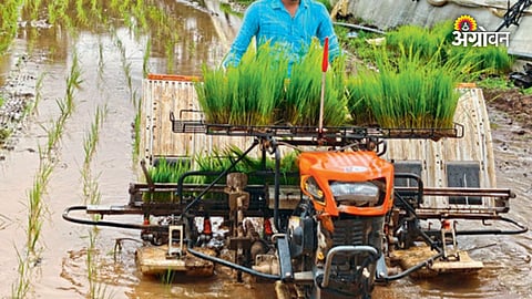 Kharif paddy cultivation