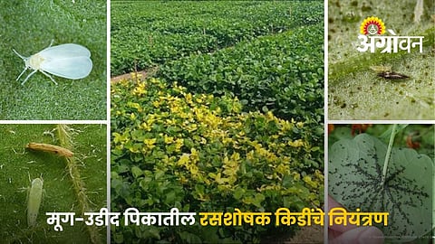 Sucking Pests In Pulses Crops