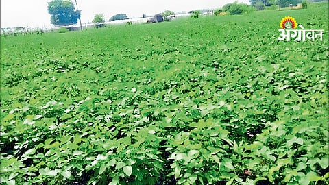 Kharif Sowing Update