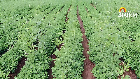 Tur Crop Management