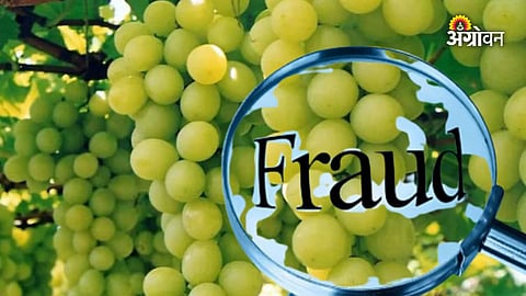 Financial fraud against grape producers