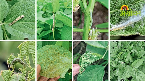 Soybean Pest Control