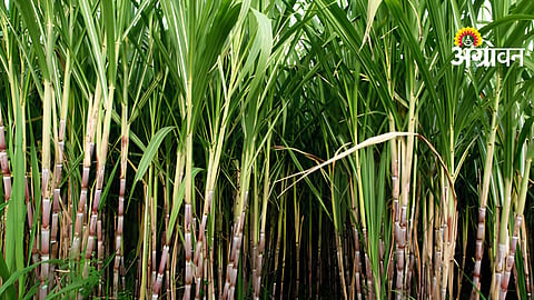 Sugarcane crop damage due to excessive rainfall