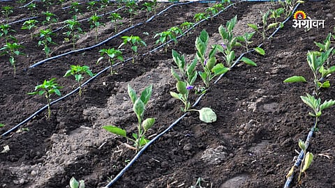 Drip Irrigation Subsidy