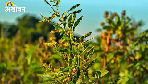 First T2T Genome of Pigeonpea