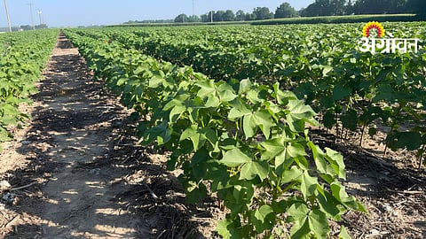 Pre-season Cotton Crop Update