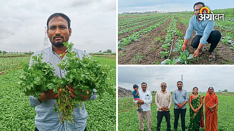 Planned coriander cultivation in sugarcane