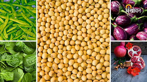 Maharashtra daily crop prices update