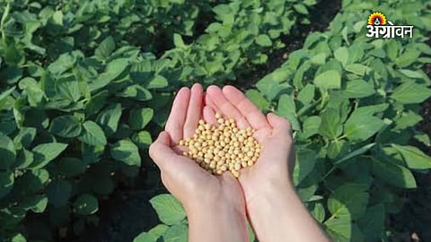 Soybean sowing update in Maharashtra