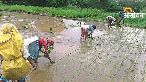 Rice Farming