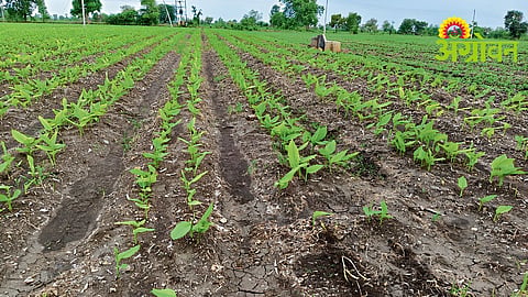 Turmeric Farming