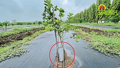 Citrus Orchard Management